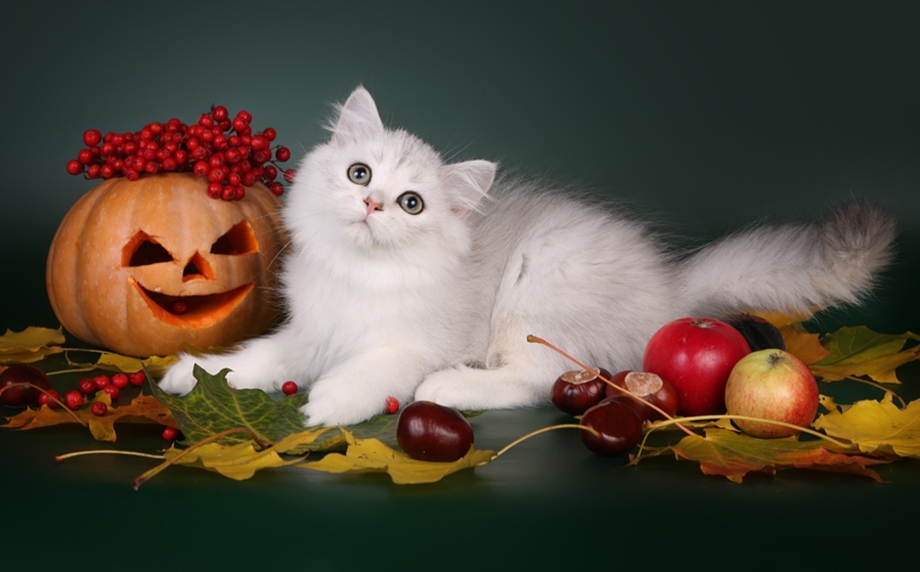 Котенок в тыкве