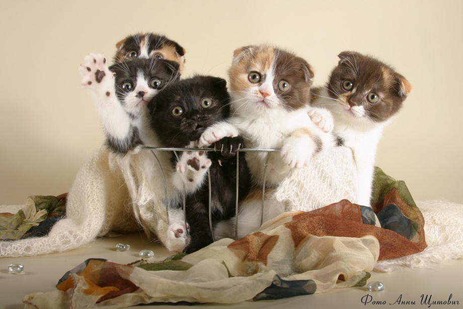 Потешные котята