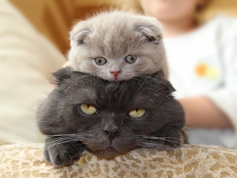 Картинки смешные котята