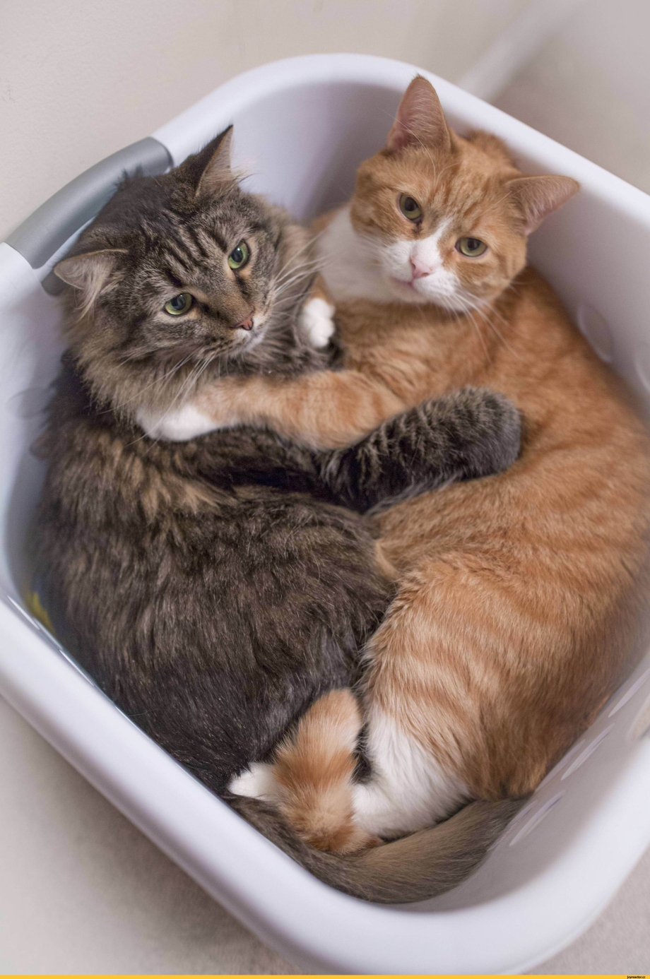 Два смешных кота