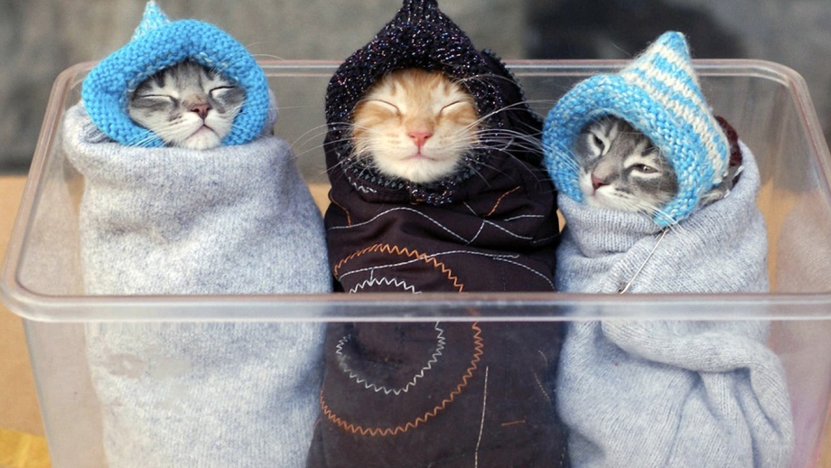Кот в платке