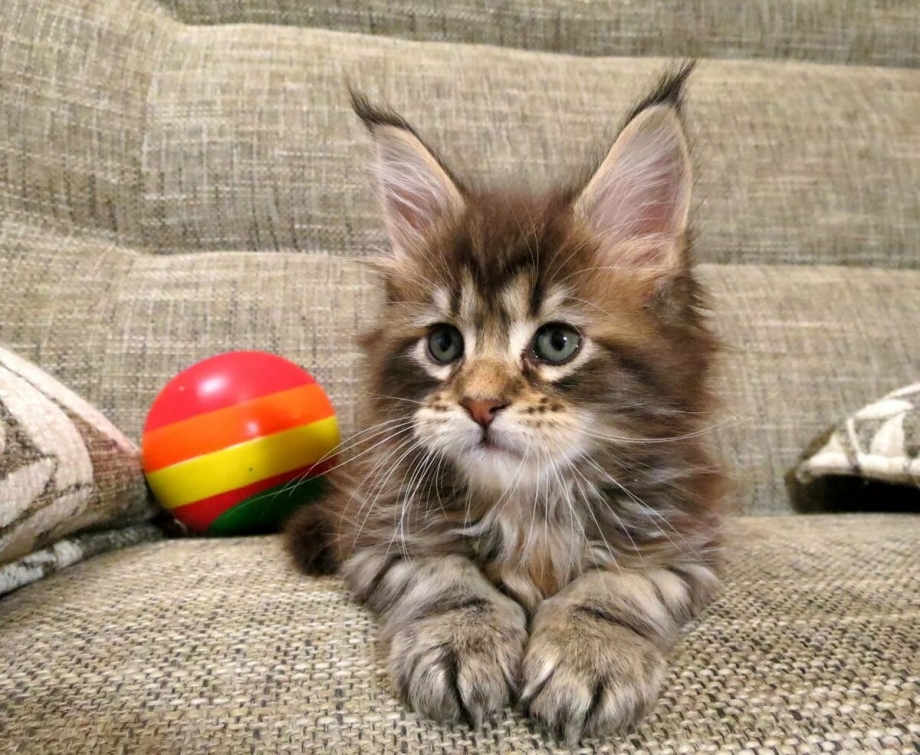 Забавные котята