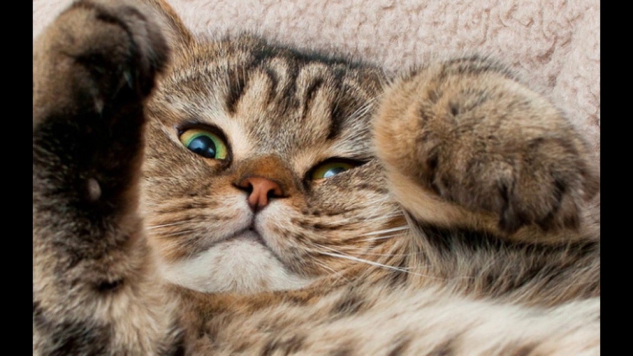 Котики смешные милые