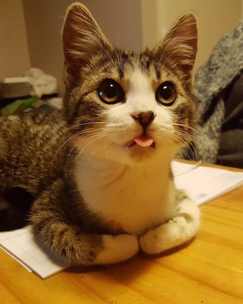 Классный котейка