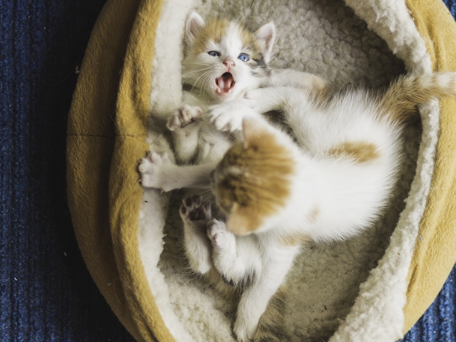 Смешные котята