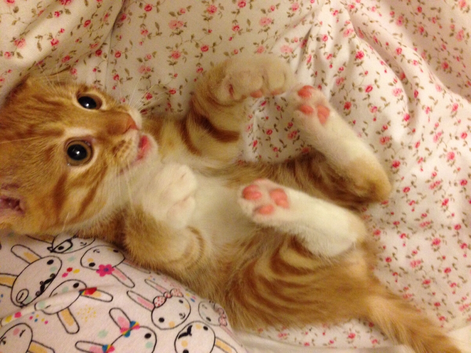 Мимишные котики