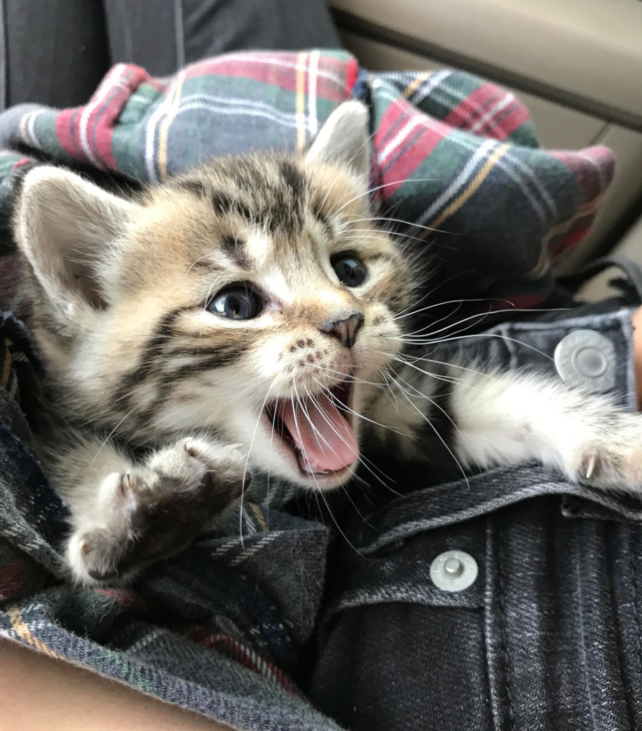 Котики смешные милые