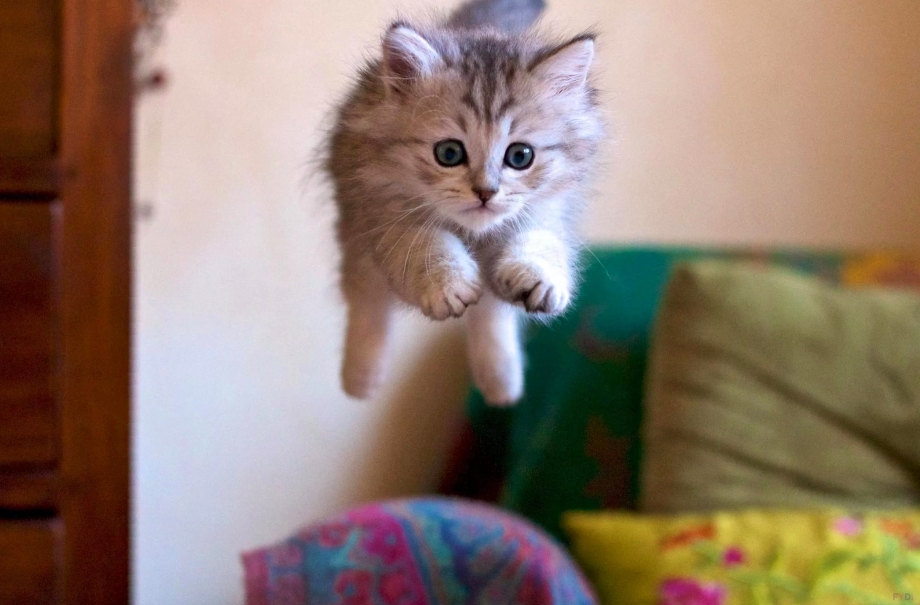 Котики смешные милые