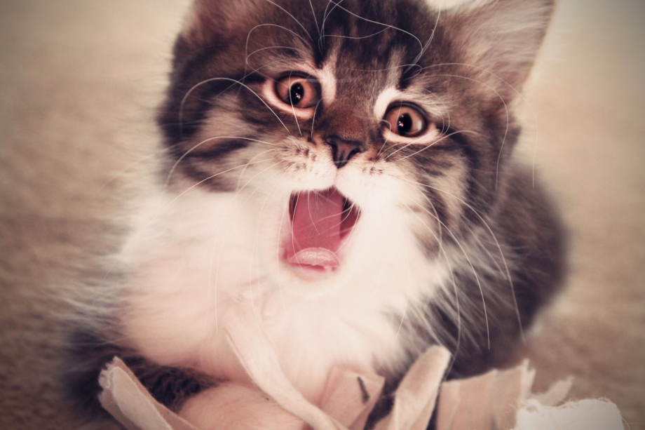 Милые котики