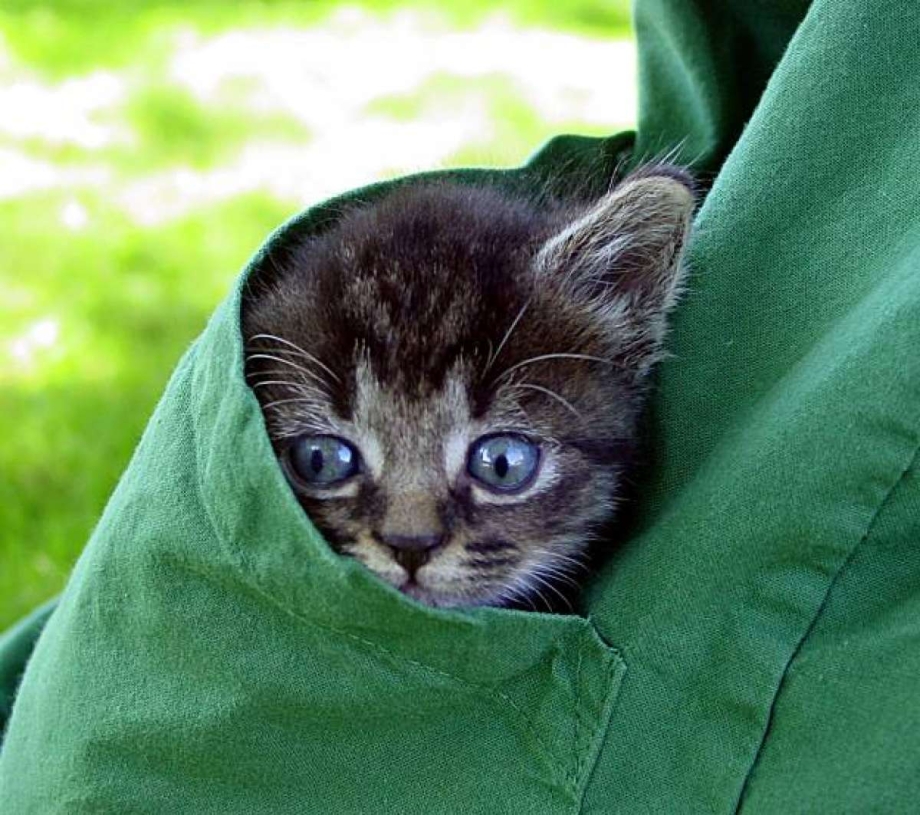 Котенок в кармашке
