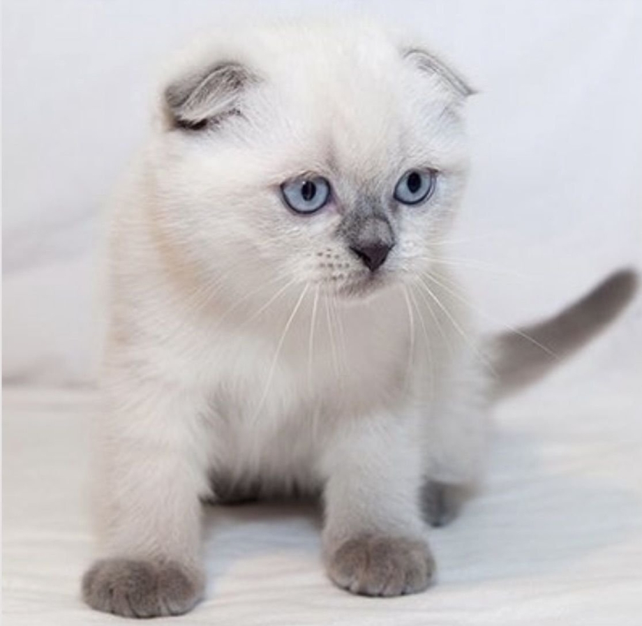 Сиамские вислоухие котята
