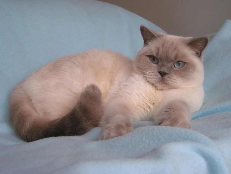 Кошка колор Пойнт британец