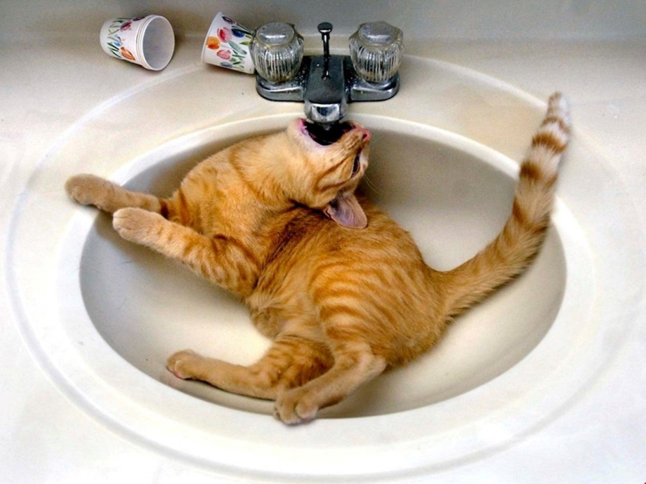 Кот под краном