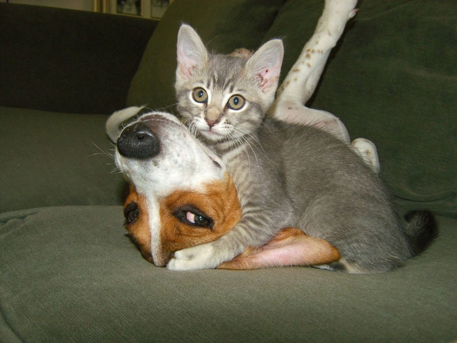 Коты умора