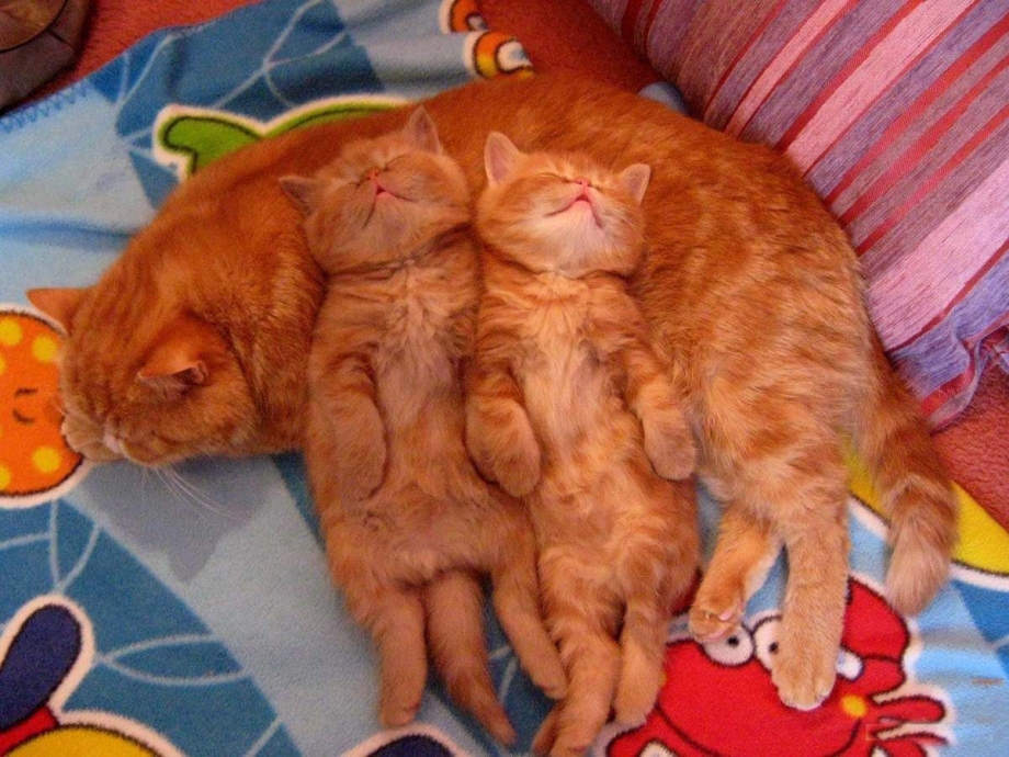 Блудливый кот