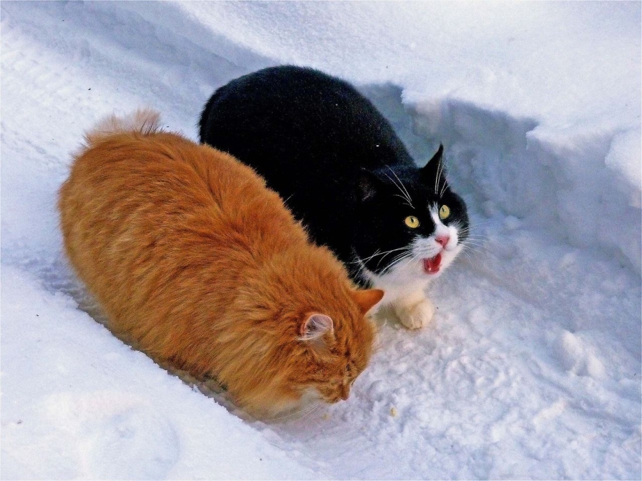 Котики приколы до слёз