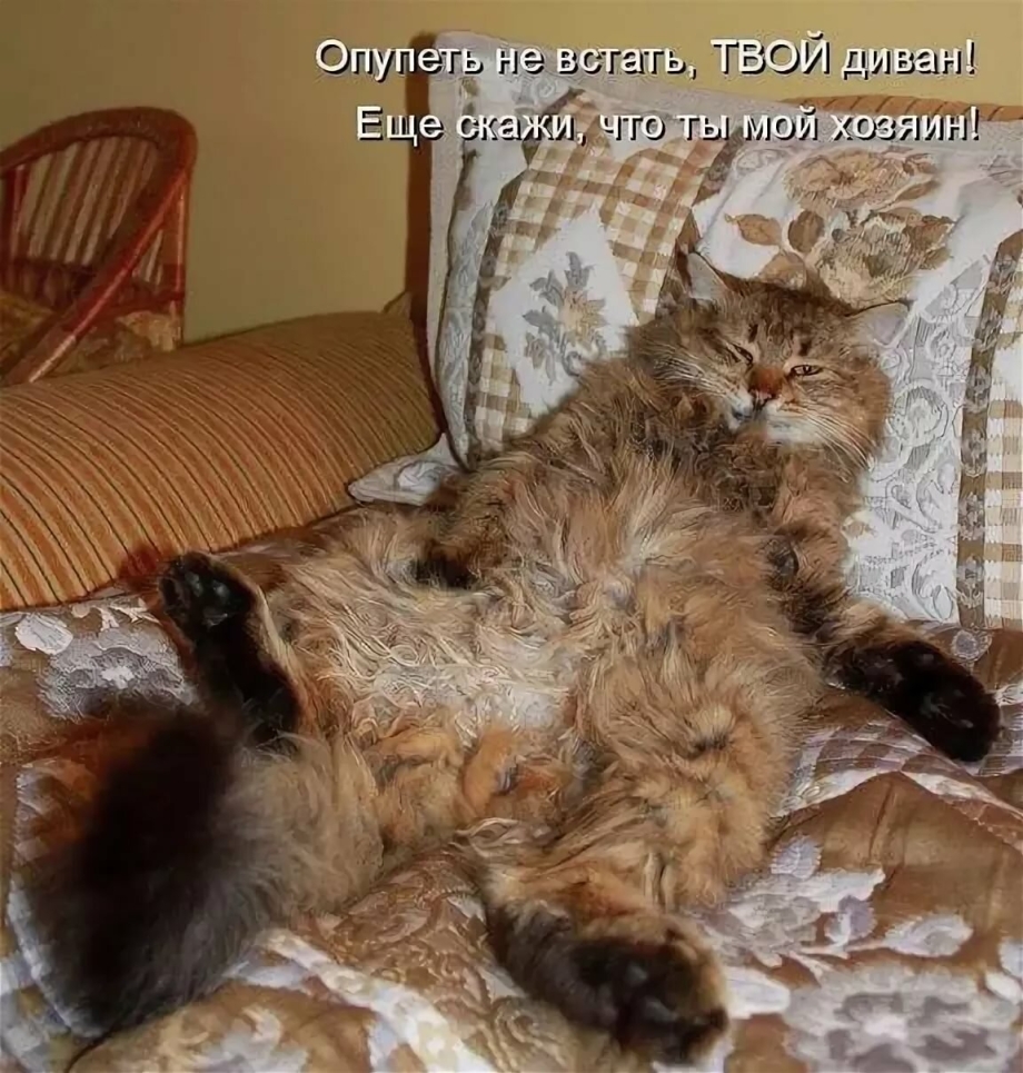 Три кошечки смешные