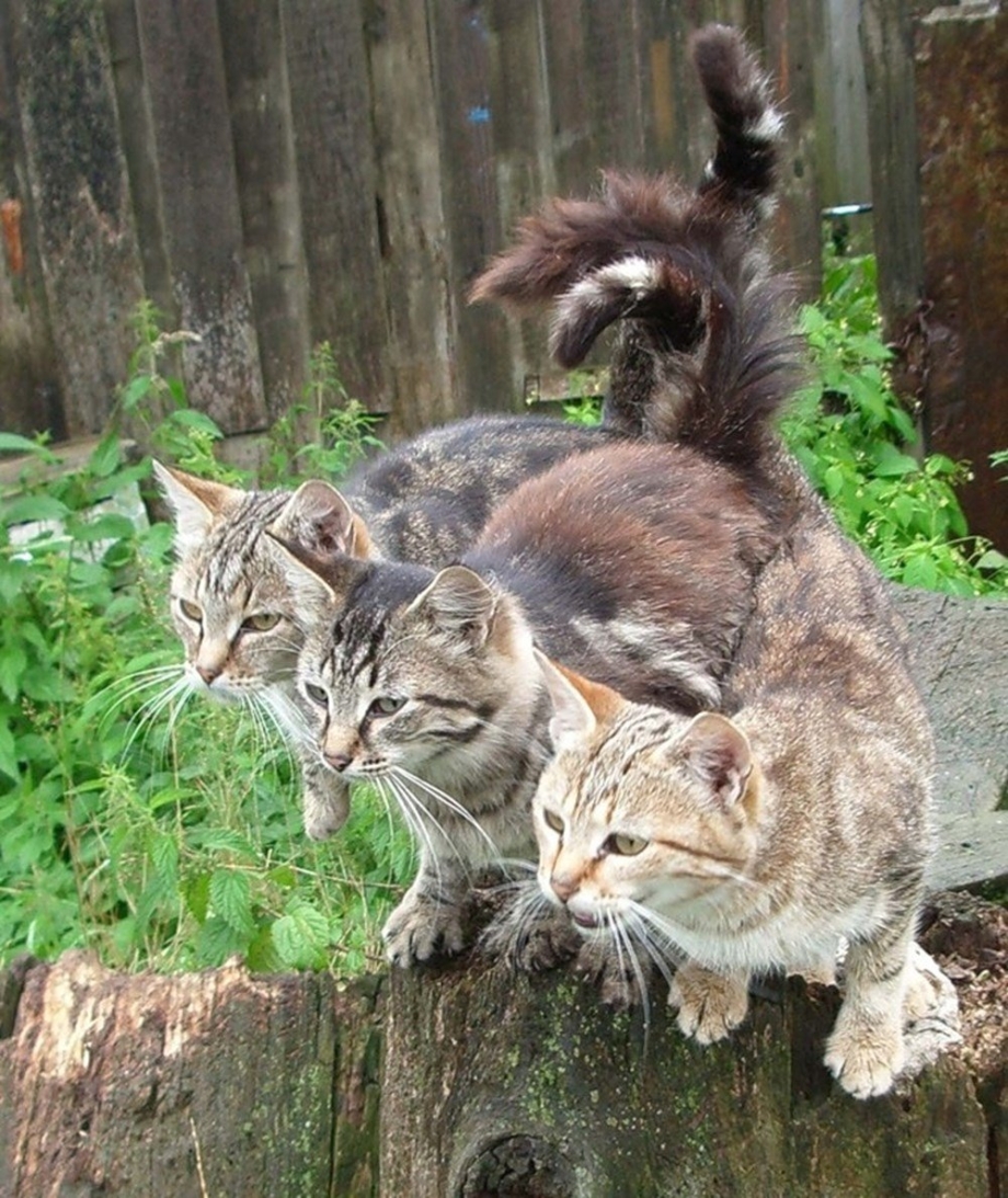 Эти забавные кошки