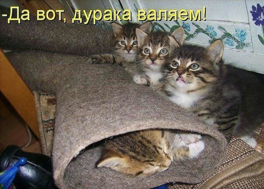 Рыжая кошка с котятами