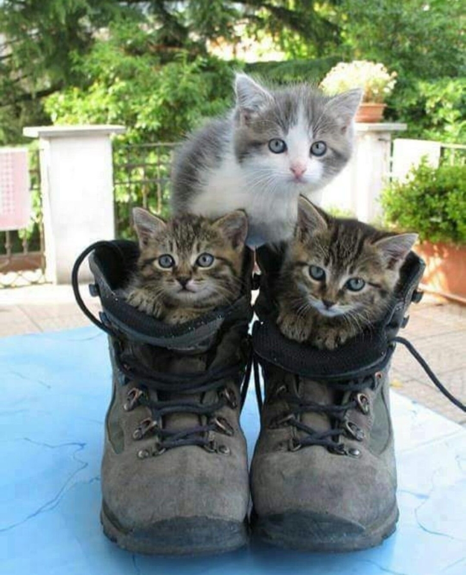 Кошка с котятами юмор