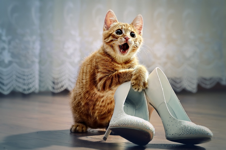 Котики с надписями