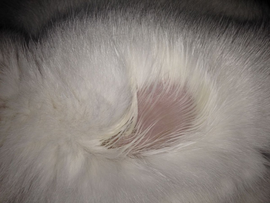 Лишай у котенка месячного