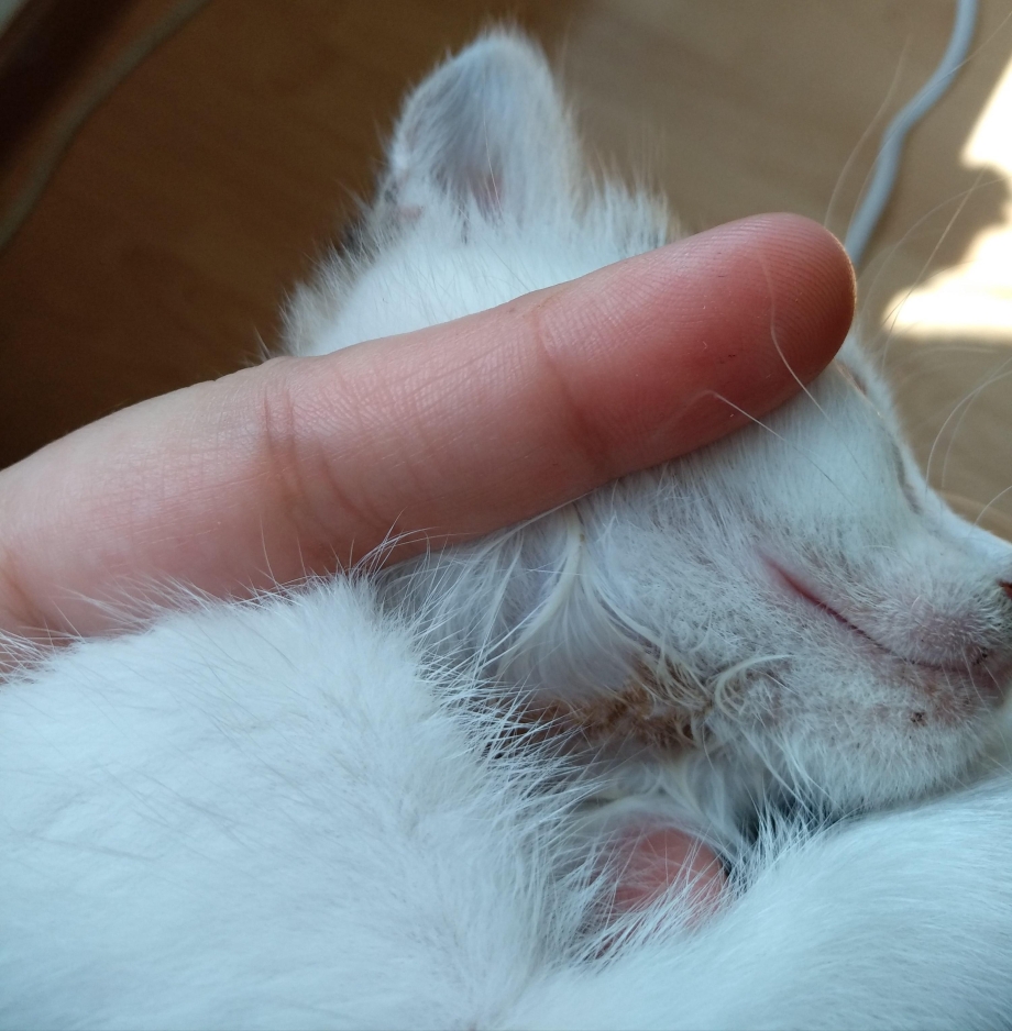 Стригущий лишай микроспория
