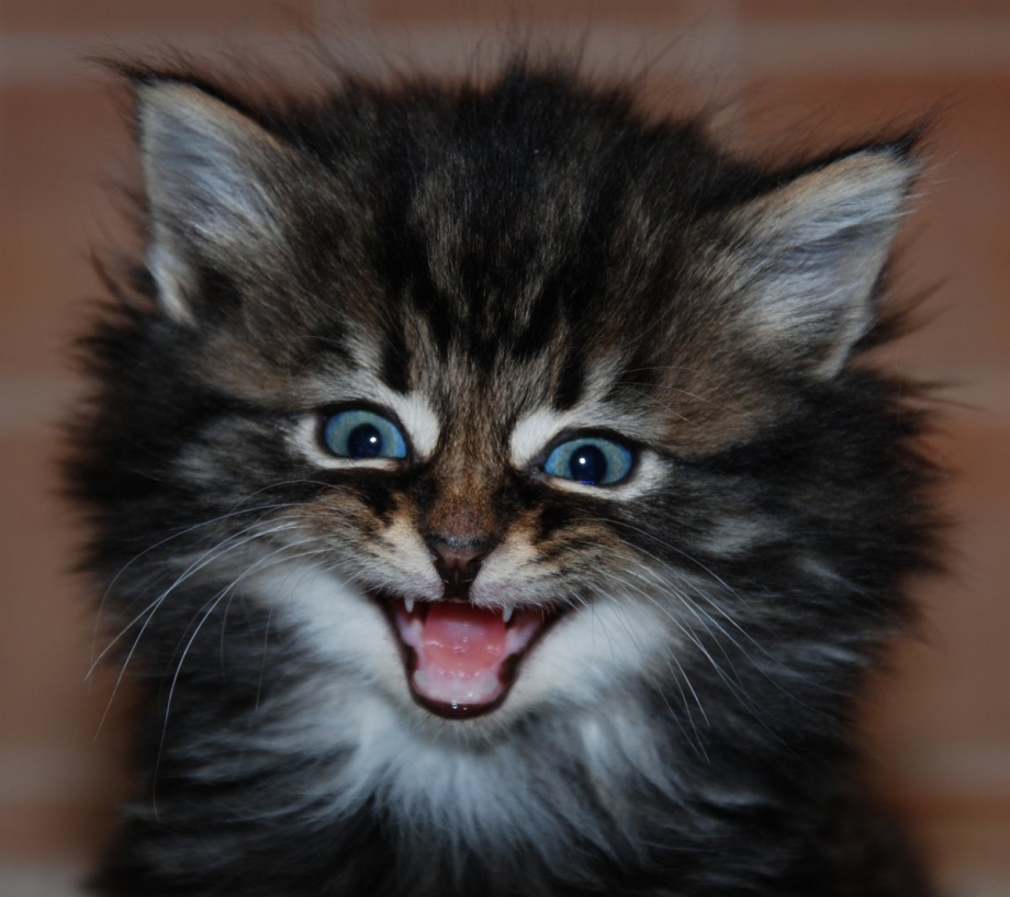 Улыбка котенка
