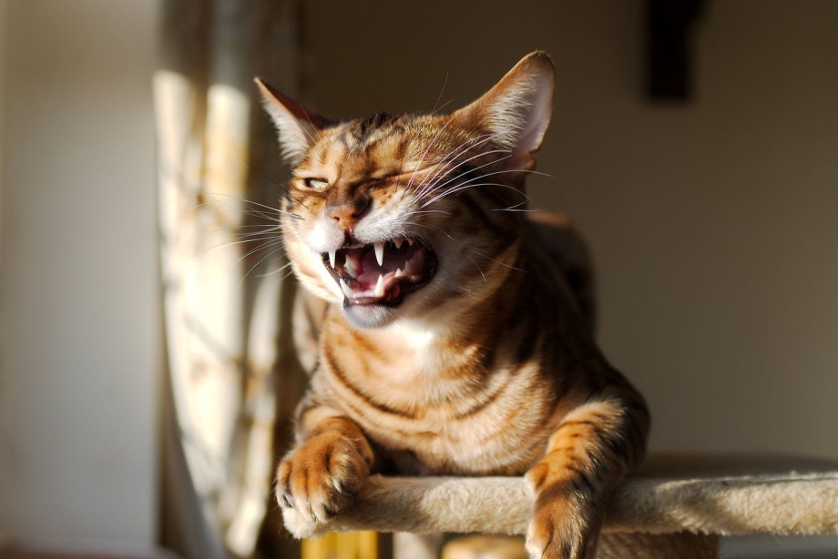 Кот улыбается
