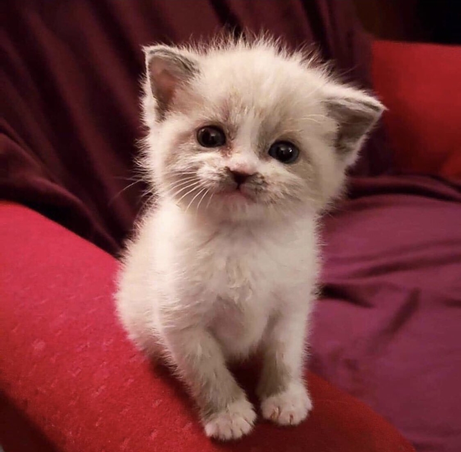 Милый маленький котик