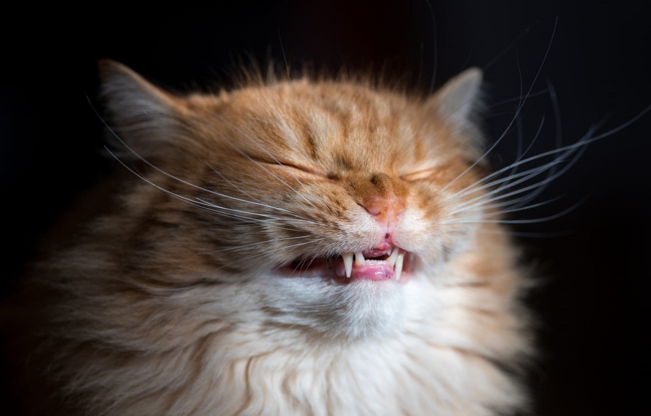 Улыбка кота