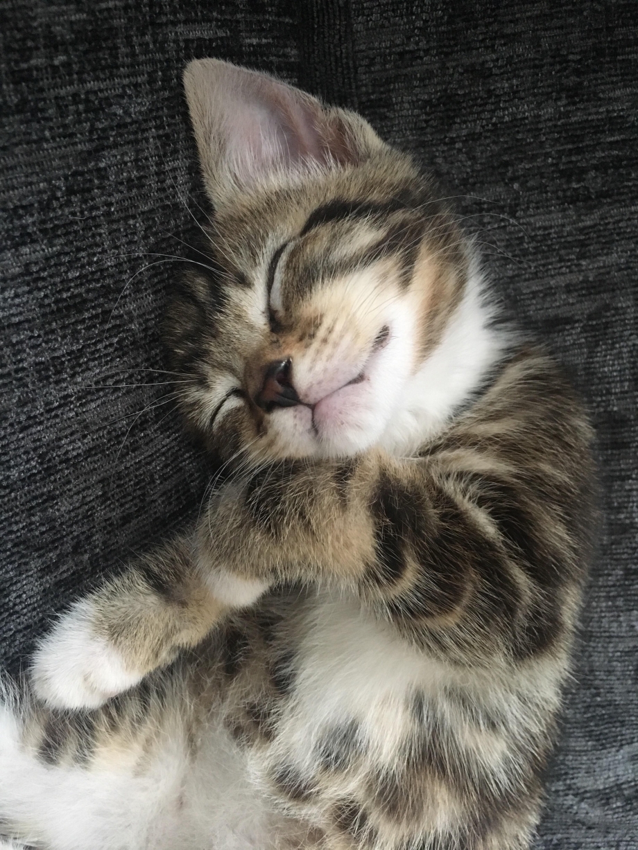 Котенок улыбается