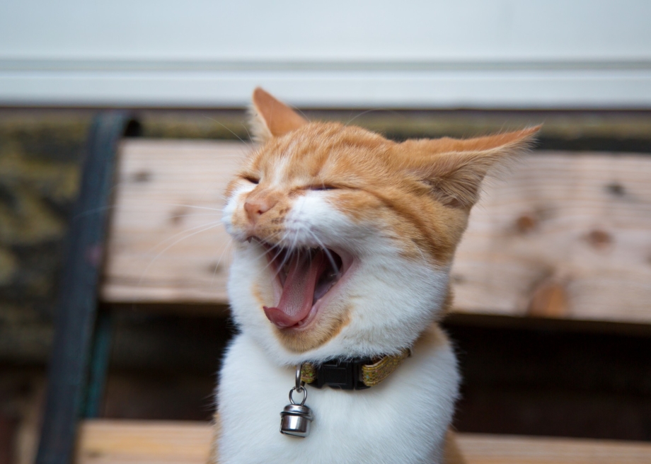 Котик с улыбкой