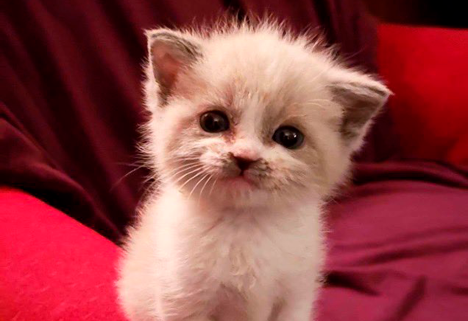 Маленький котенок улыбается