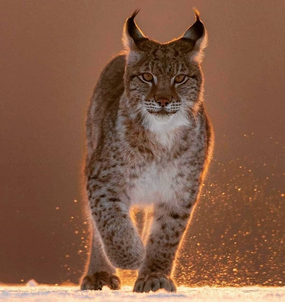 Рысь — Lynx Lynx