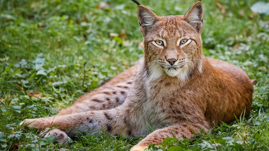 Обыкновенная Рысь Lynx Lynx