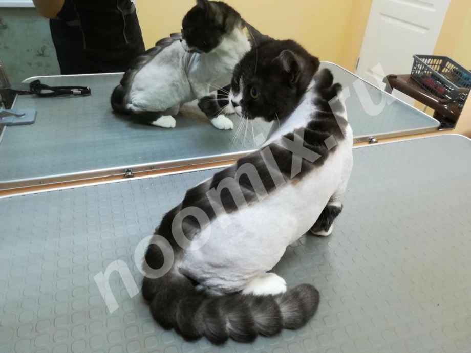 Прически для котов