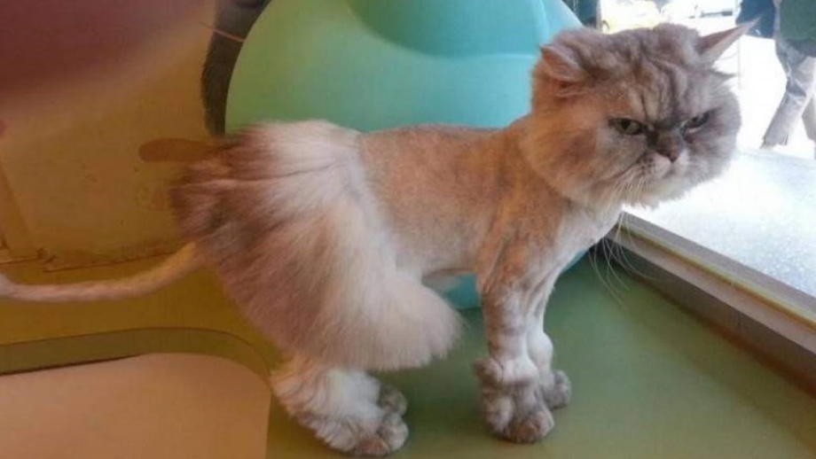 Billy Bob Thornton puss in Boots