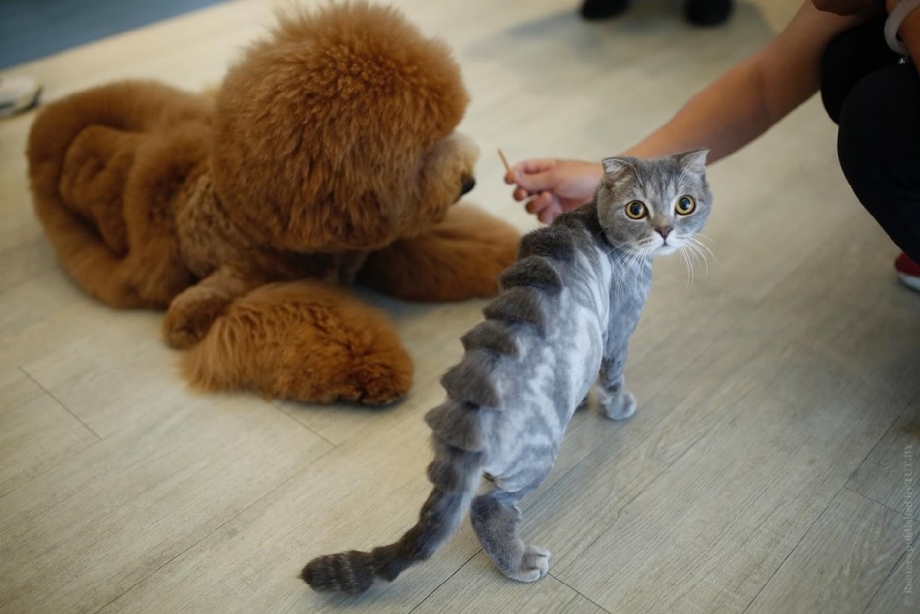 Стриженный кот