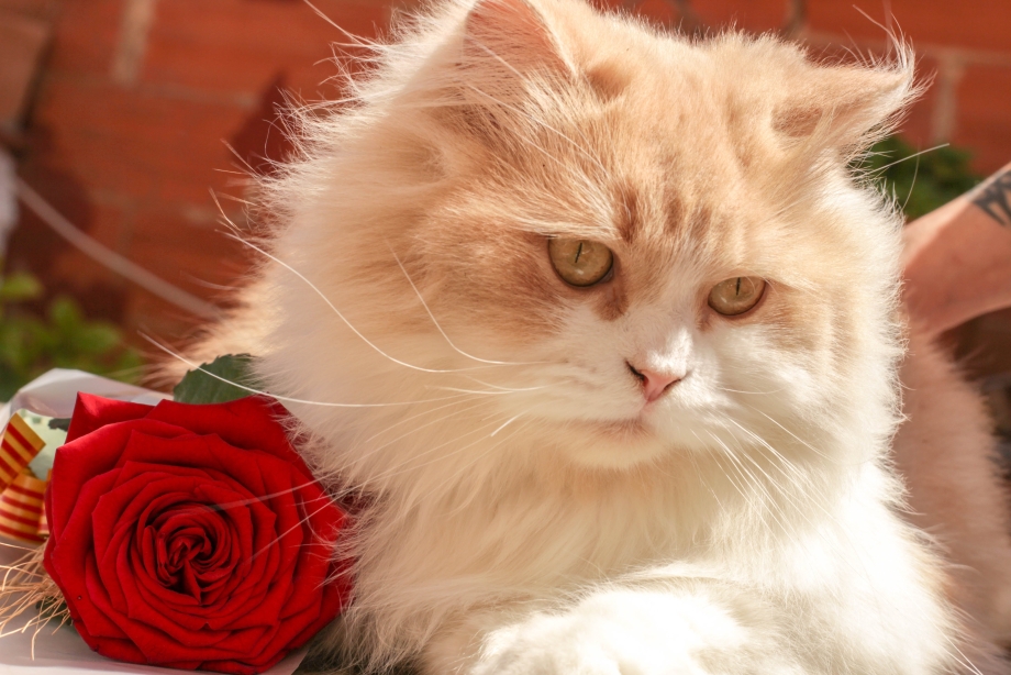 Розы и котенок