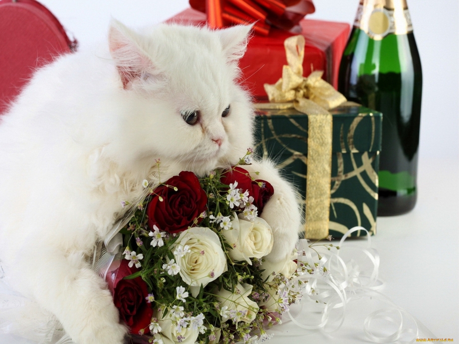 Кот с букетом цветов