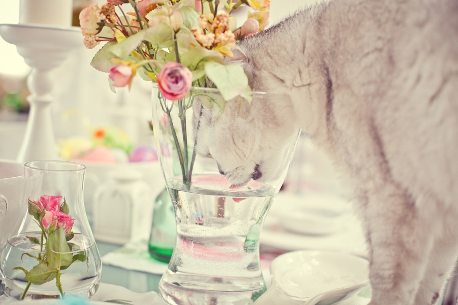 Pastel Colors Cat