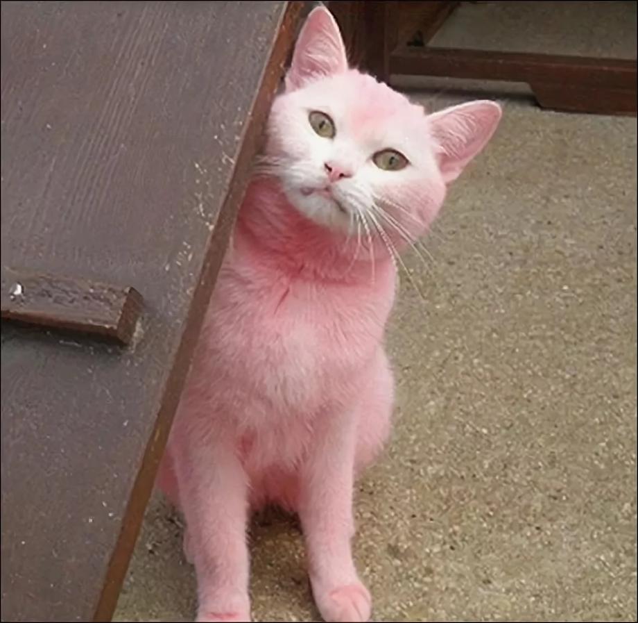 Розовая кошка