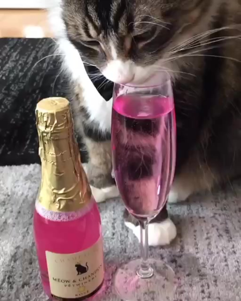 Котик и шампанское