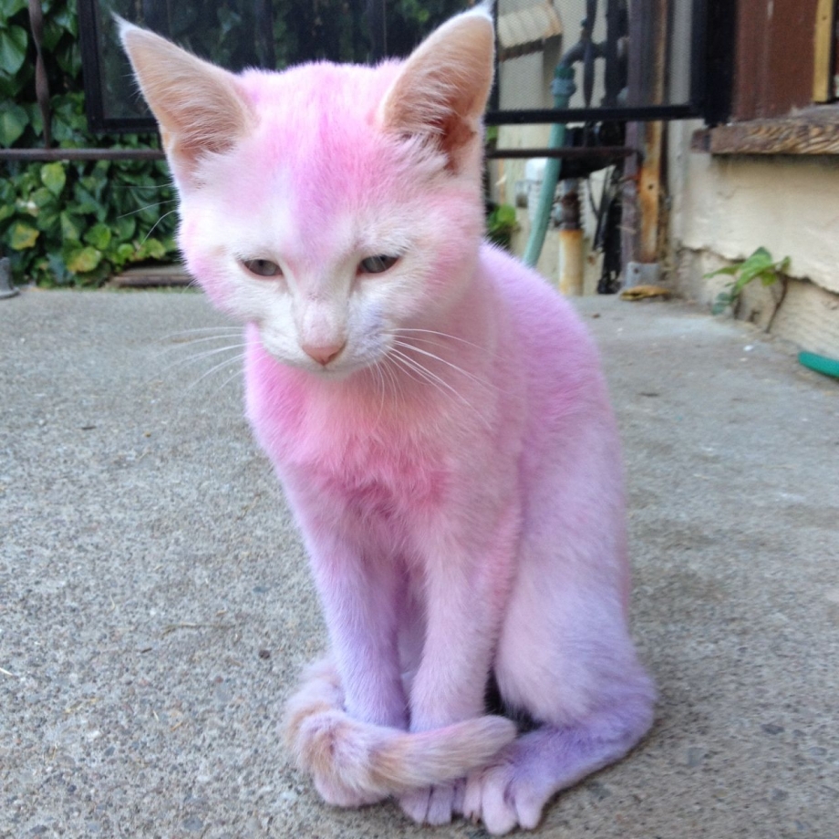 Кошка розового цвета