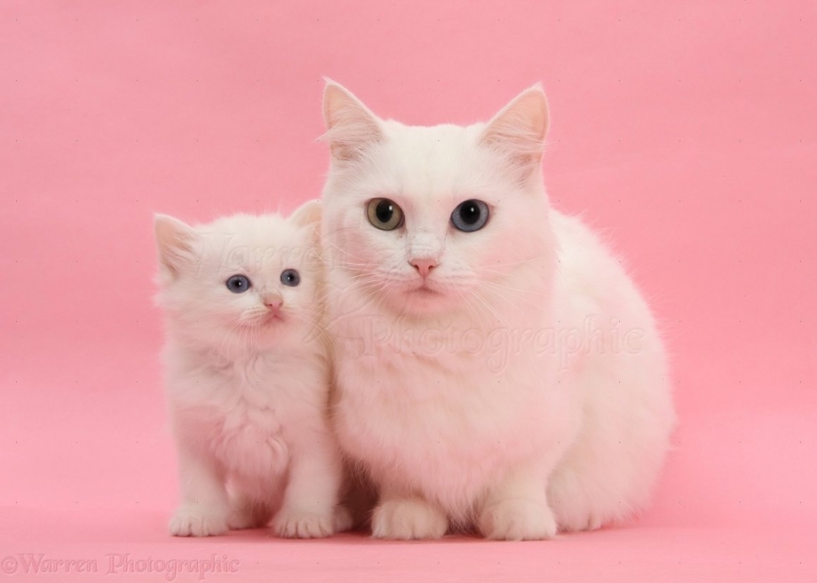 Кошка розового цвета