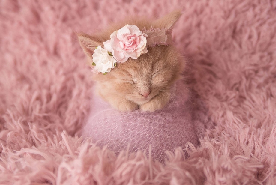 Нежные котики