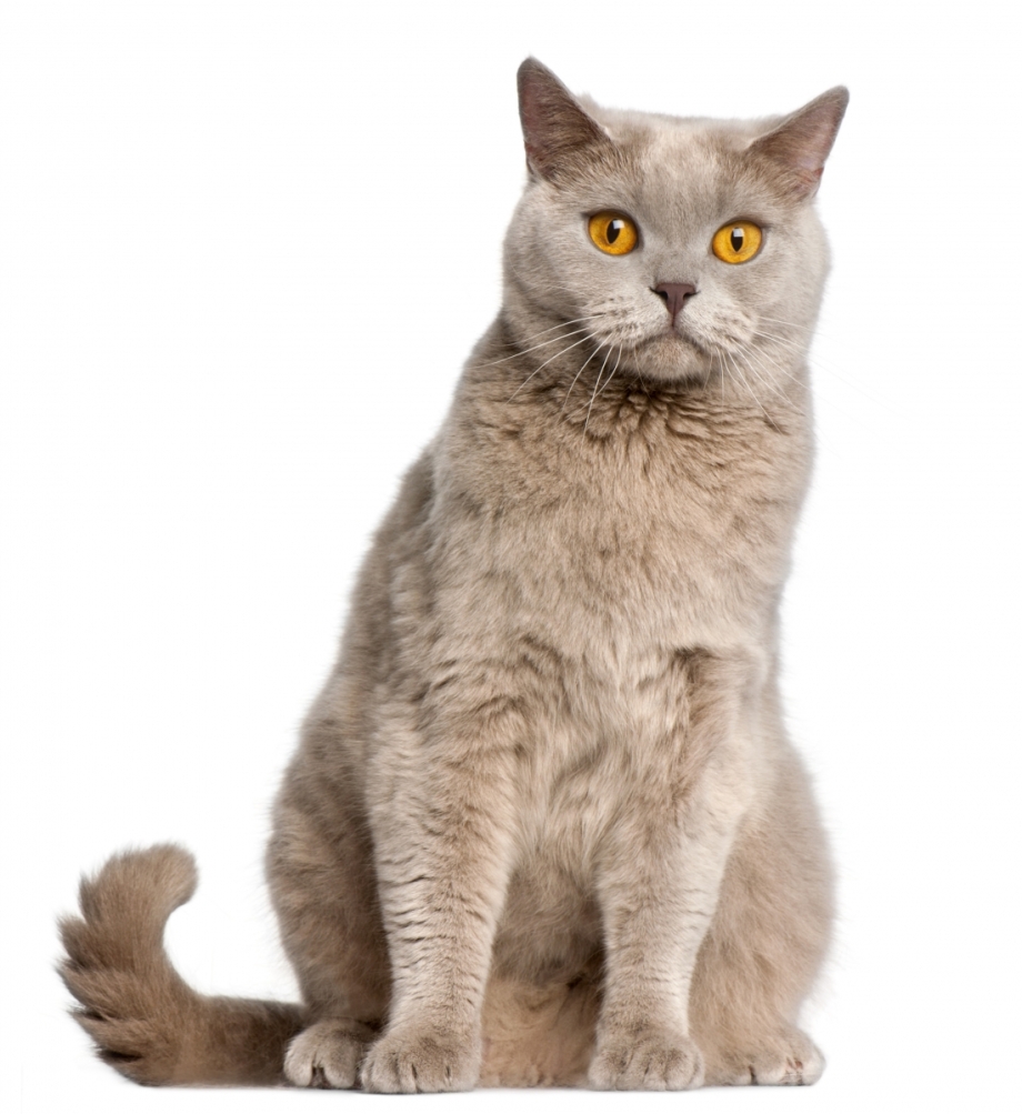 Кот сидит анфас