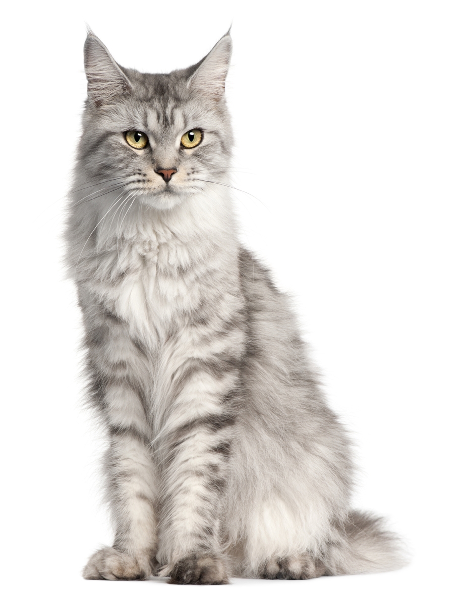 Коты во весь рост