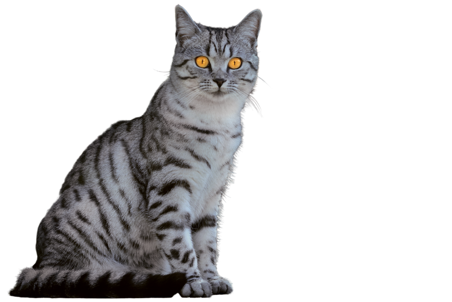 Кошка сидит
